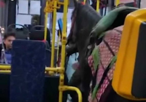 Лошадь в автобусе Алматы «взорвала» казнет