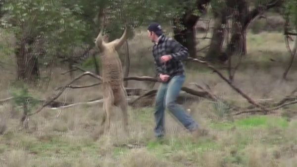 Хозяин, защищая своих собак, вступил в бой с огромным кенгуру (видео)