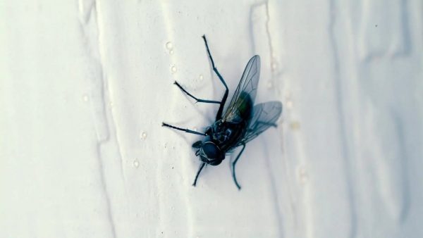 В доме не будет ни одной мухи: какой запах мгновенно отпугнет насекомых