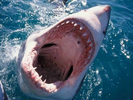«Если акула распробовала человека, он точно лишится конечностей»: эксперт о трагедии в Египте