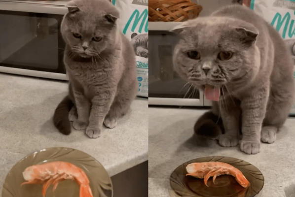 Котик-привереда: реакция кота на креветку заставила Сеть хохотать