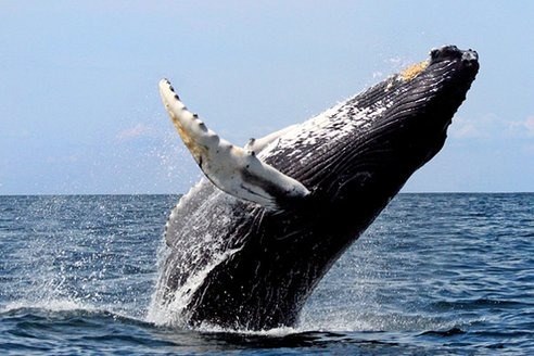 Огромный кит проглотил двух женщин (видео)