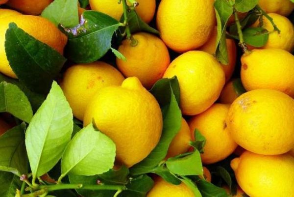 Неправильное употребление лимона превратит его в яд