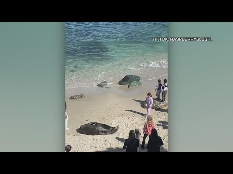 Девочка бросала камни в морского льва на пляже, вызвав бурю негодования в сети