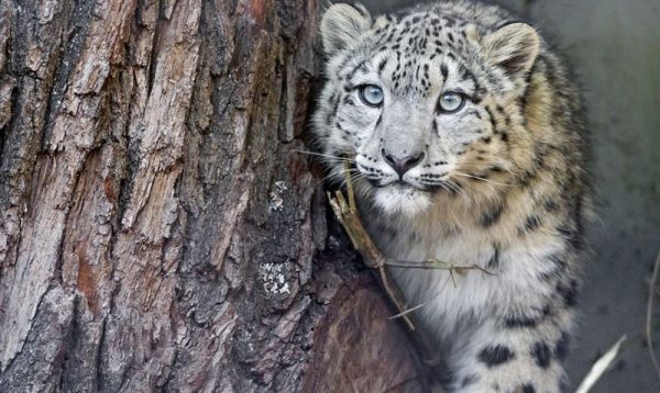 Как животные зоопарка Алматы отреагировали на землетрясение