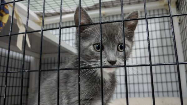 Новый запрет могут ввести для владельцев животных в Казахстане