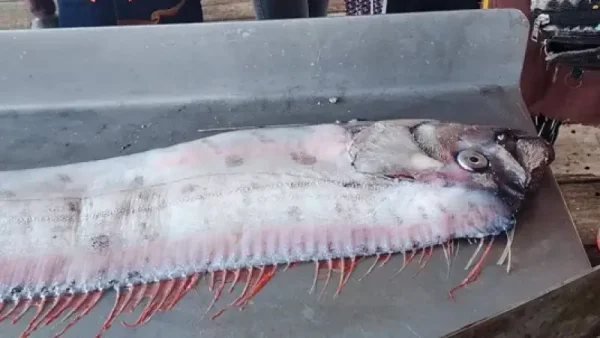 У берегов Таиланда поймали редкую глубоководную рыбу, которую называют «предвестницей катастроф»
