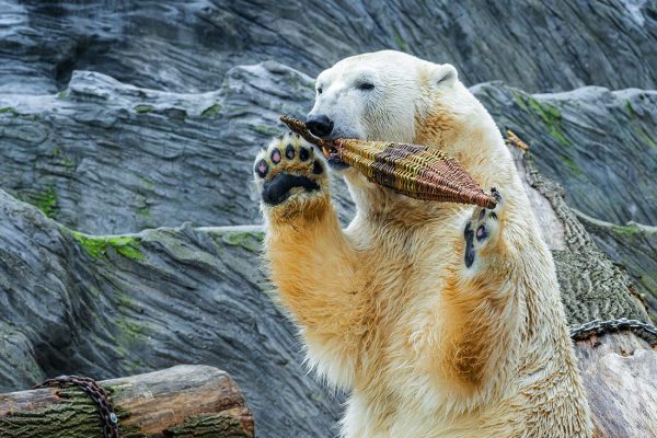 В зоопарке Алматы умер прибывший из Праги медведь